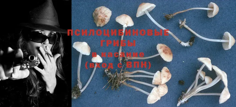 Галлюциногенные грибы Psilocybine cubensis  Клин 